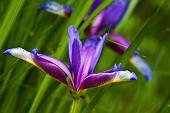 41_Iris selvatico (Gynandriris sisyrinchium)
